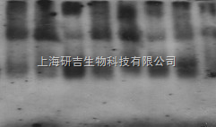 Western Blotting 技术服务