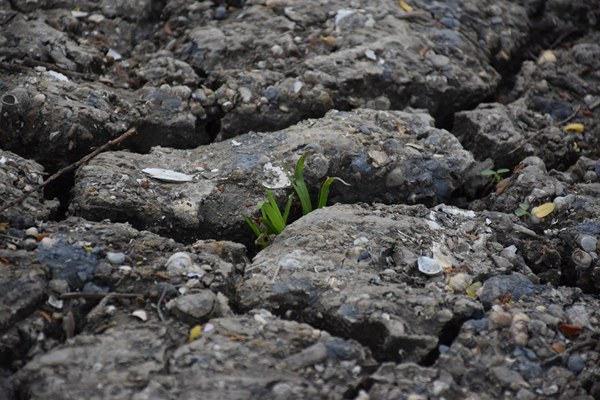昌吉州多維度推進(jìn)土壤污染防治 筑牢生態(tài)安全屏障