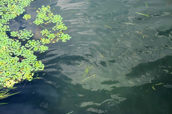 关于苏伊士集团股权和品牌声明