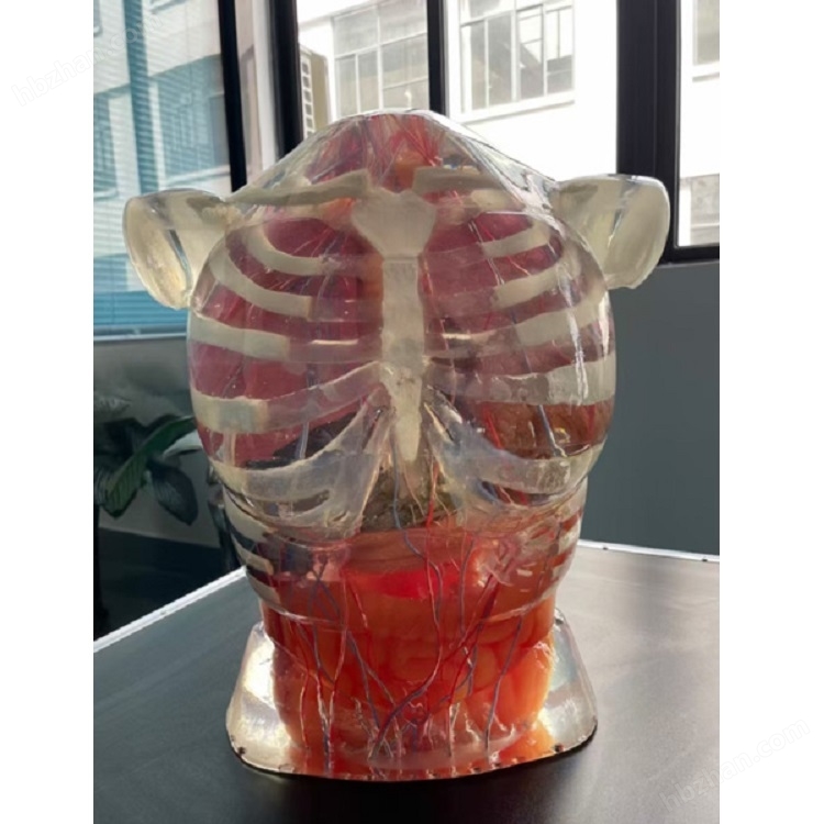 超聲檢查訓(xùn)練體模