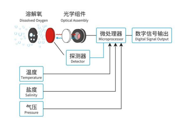 云境天合荧光法溶解氧水温传感器的用途：评估水体自净能力与富营养化风险