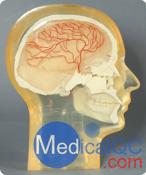 RS-240血管造影頭模