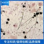 5637人膀胱癌細(xì)胞說(shuō)明書(shū)